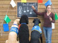 des chiens guides sont devant un tableau noir avec une éducatrice