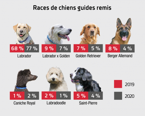 Une infographie recensant les races de chiens guides les plus remises en 2020 : 77% labrador, 7% labrador x golden, 5% golden retriever, 4% berger allemand, 2% caniche royal, 1% labradoodle, 4% Saint-Pierre
