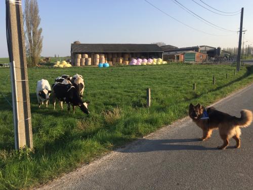 Un berger allemand est devant un champ avec des vaches