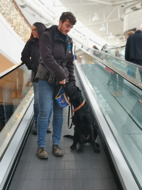stephane est dans un escalator avec son chien guide en éducation