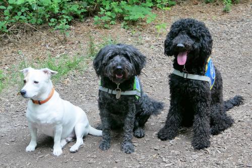 Trois chiens, a gauche un jack russel, au milieu Dona et a droite un caniche royal