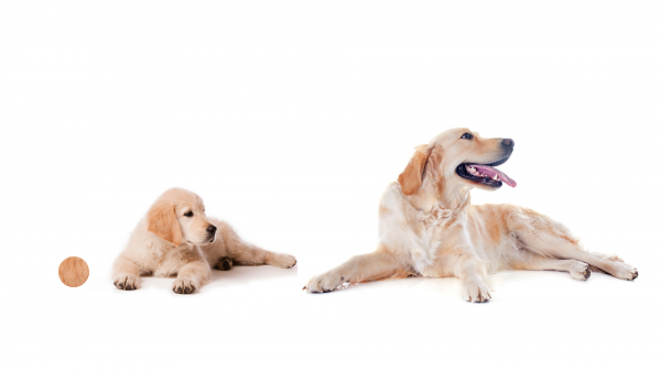 Les races de chiens du0027aveugles