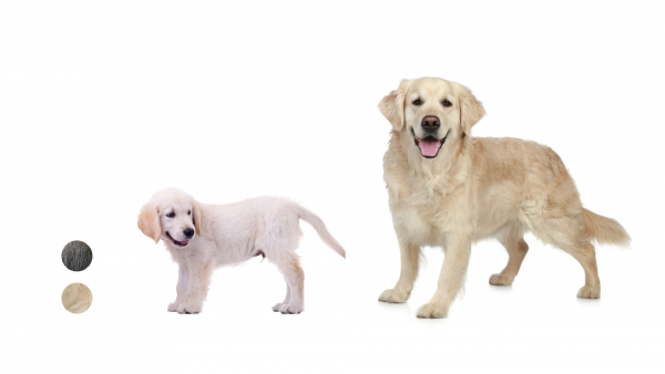 Les races de chiens du0027aveugles