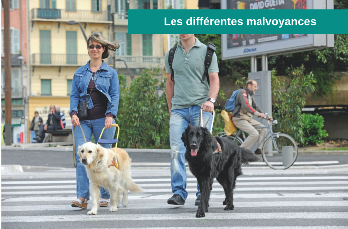 Deux personnes malvoyantes avec des lunettes de soleil qui se promenent avec leurs chiens guides