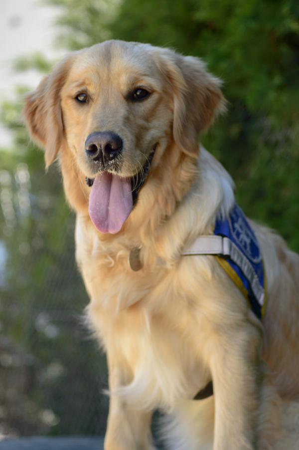Les Races De Chiens D Aveugles Labrador Et Golden Retriever
