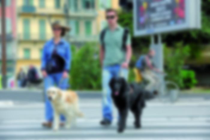 Photo flou où l'on discerne deux personnes malvoyantes avec des lunettes de soleil qui promenent leurs chiens guides