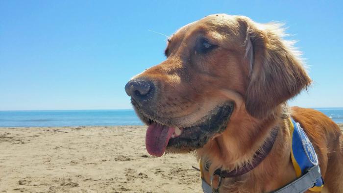 un golden avec un gilet chien d'aveugle à la plage
