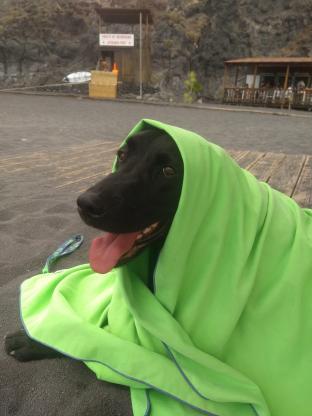 Photo d'un chien guide sur la plage avec une serviette de bain vert fluo posé sur lui.