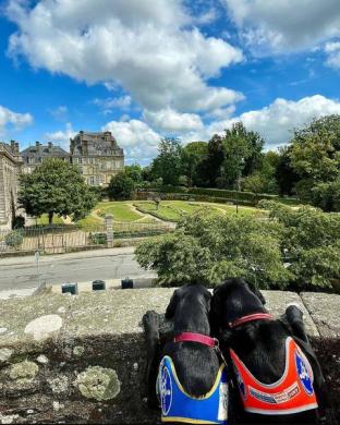 Photo de deux chiens guides en éducation qui sont sur leurs pattes arrières et qui regardent en direction d'un château. 