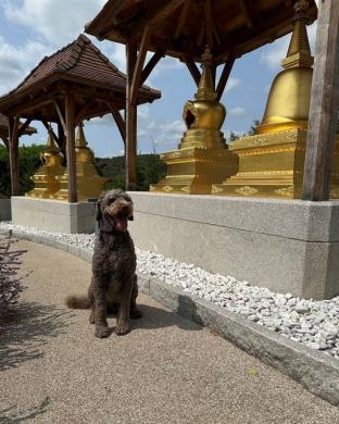 Photo d'un labradoodle de couleur chocolat qui pose devant des structures dorées.