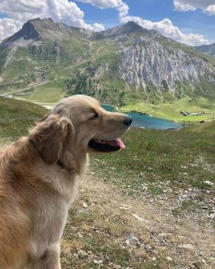 Photo d'un labrador avec en arrière-plan la montagne.