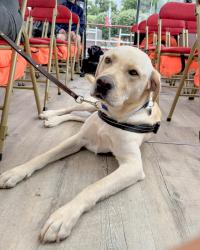 Un chien guide de couleur sable qui est allongé paisiblement durant la balade en bateau.