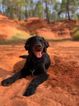 Photo d'un chien assis sur de la terre. Sa truffe est couverte de terre.