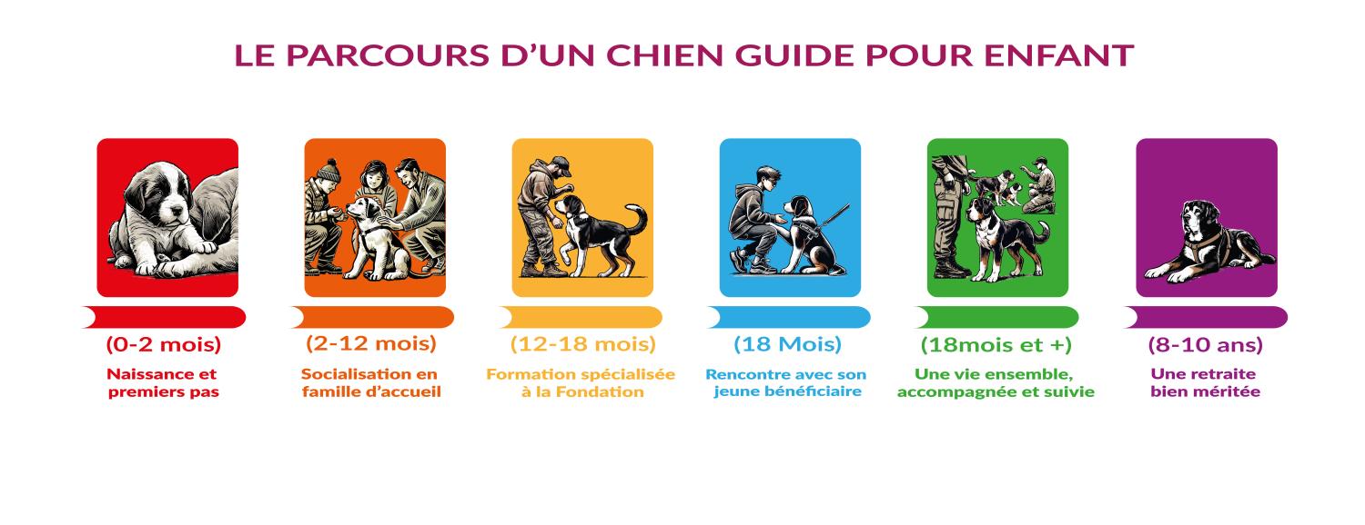 Dessins illustrant le parcours d'éducation d'un chien guide pour enfants