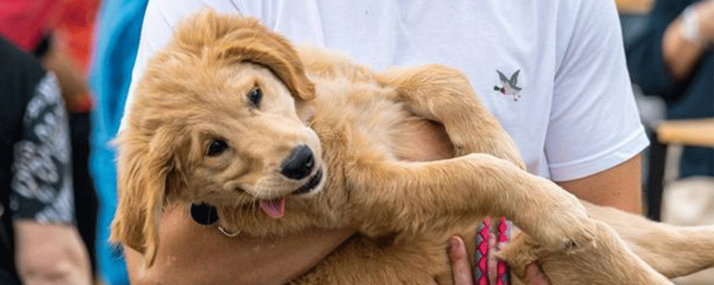 Photo d'un chiot, un labrador couleur sable qui est tenu dans les bras d'un homme.