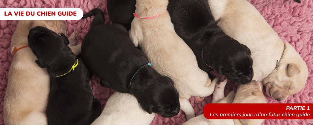 Photo d'une portée de chiot issue du CESECAH. En haut à droite, il y a écrit &quot;La vie du chien guide&quot; et en bas à gauche &quot;Les premiers jours d'un futur chien guide&quot;.