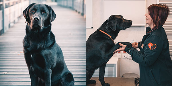 Deux photos d'un chien guide labrador noir. La deuxième phot est le labrador noir avec une éducatrice qui lui tient la patte.