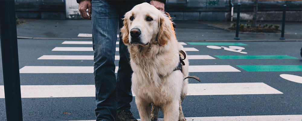 Photo d'un chien guide, un labrador-croisé golden de couleur sable  qui aide une personne à traverser sur un passage piéton.