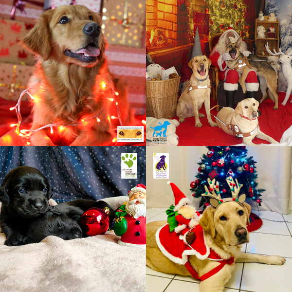 Photo de quatre chiens guides et chiots de nos associations fédérées qui ont fêté Noel. 