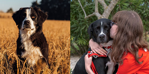 Deux photos d'un chien guide de race saint-pierre. La deuxième photo est un saint-pierre avec une une adolescente qui lui fait un bisou.
