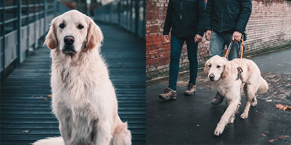 Deux photos d'un chien guide golden retriver. La deuxième photo est un golden retriver en exercice de guidage.