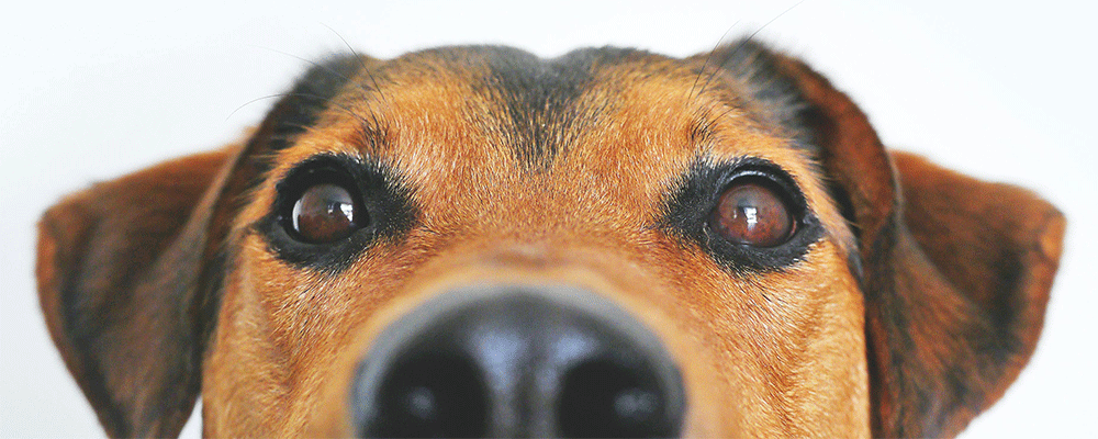 Photo du museau d'un chien de couleur marron.